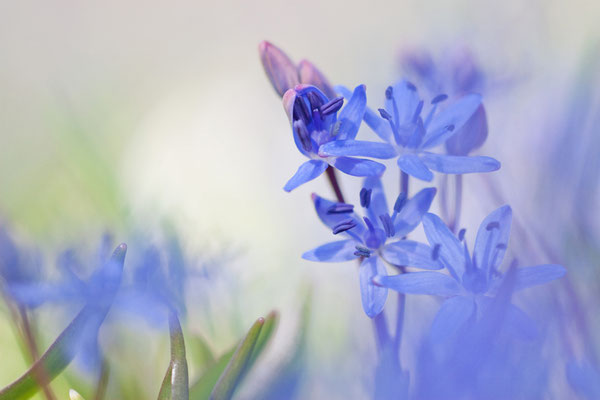 Zweiblättriger Blaustern (Scilla bifolia)