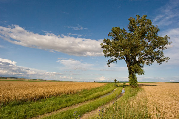 Pappel im Tullnerfeld