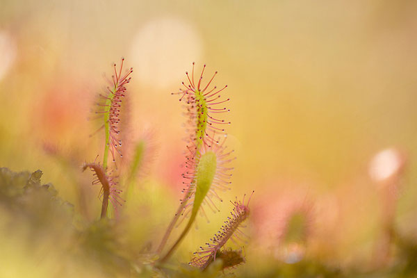 Langblättriger Sonnentau (Drosera longifolia)