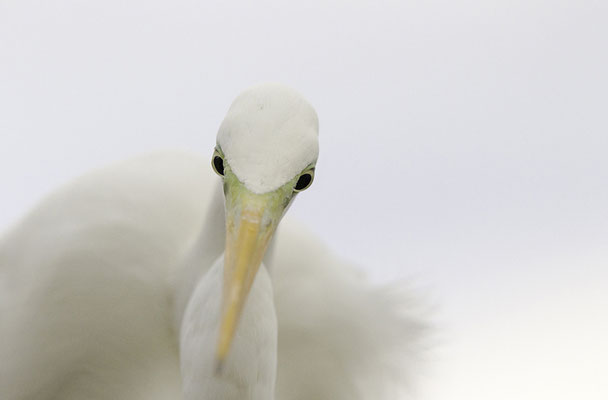 Portrait eines Silberreihers im Winter