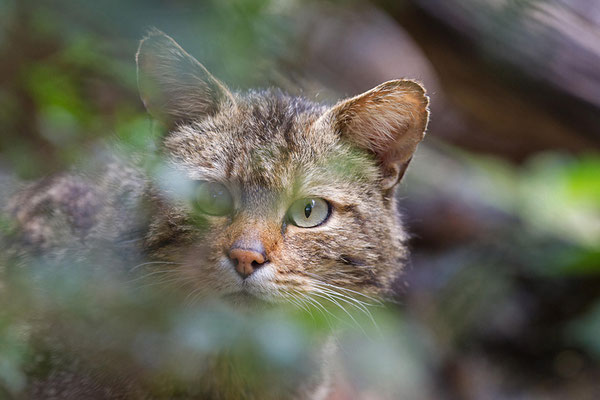 Europäische Wildkatze