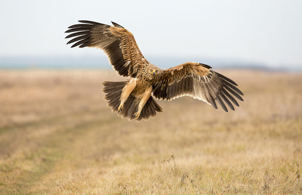 Kaiseradler