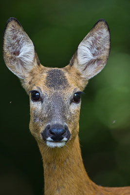 Reh Portrait