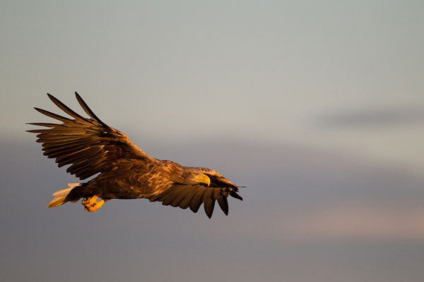 Seeadler