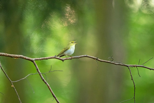 Waldlaubsänger