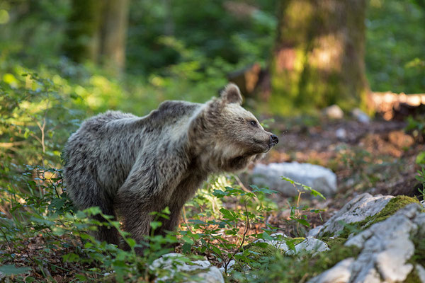 Braunbär