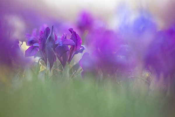 Zwergschwertlilie (Iris pumila)