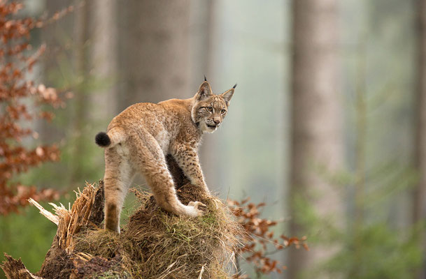 Europäischer Luchs