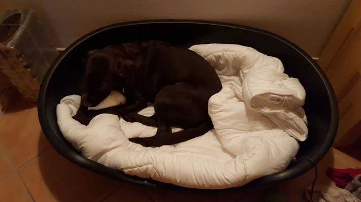 Warum nur wollen Mama und Papa, dass ich dieses neue Bett benutze?