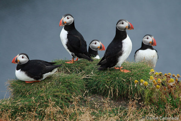 Suðurland, Iceland (2011)