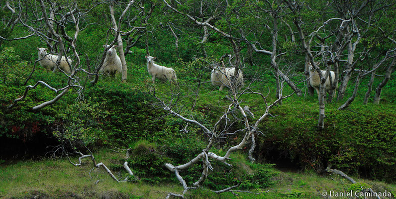 Myvatn, Iceland (2011)
