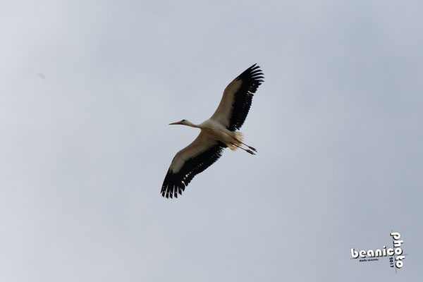 Cigogne en vol - Marais de l'Eguille - Ile d'Oléron - Béanico-Photo