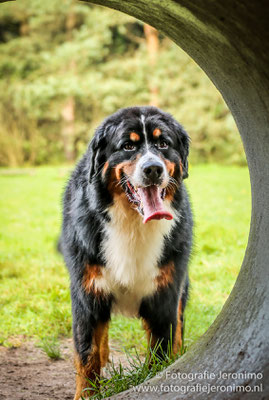 Fotografie, Jeronimo, Roosendaal, Brabant, dierenfotografie, dierenfotograaf, hondenfotografie, hondenfotograaf, portretfotografie, portretfotograaf, hond, 6