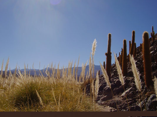 Typische Hochgebirgs-Graslandschaft bei La Paz