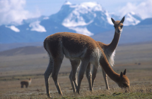 Vicuñas vor schneebedeckten Sechstausendern - ein häufiges Fotomotiv