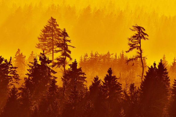 Vom Sonnenuntergang rötlich gefärbte Bäume im Nebeldunst am Großen Waldstein