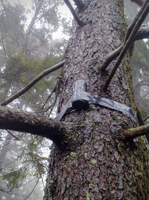 Hoch oben im Baum