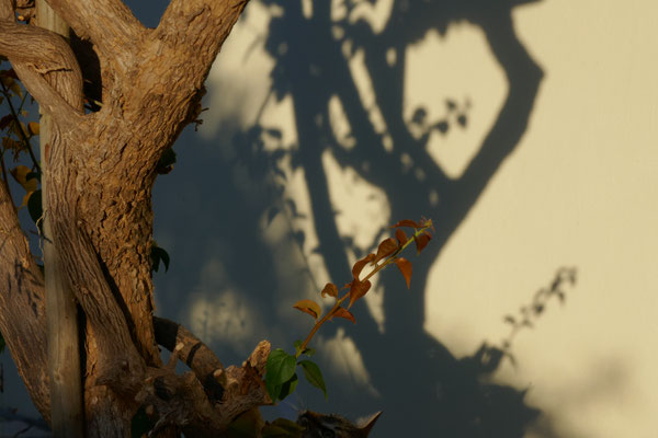 Bougainville und Schatten