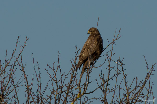 Buse variable adulte (Buteo buteo)