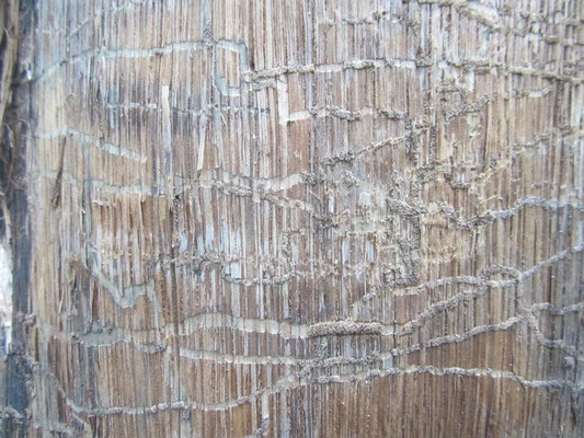 Schadinsekten, wie hier der Eichensplintkäfer, befallen nicht mehr nur kranke Bäume
