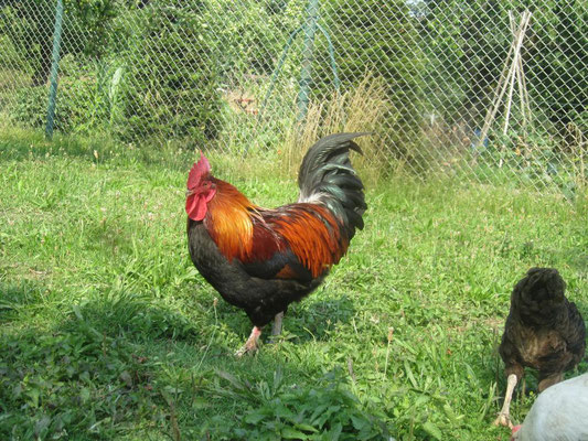 In jedem garten begrüßten uns die Haustiere, sehr häufig Hühner