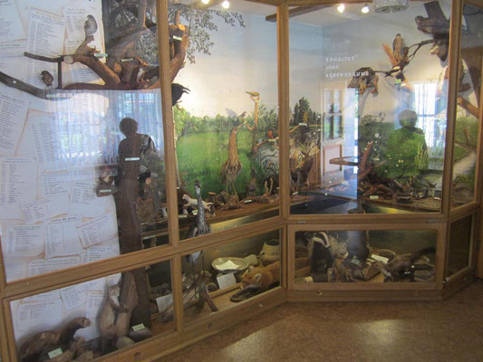 Die Museumsecke wird durch ein Diorama mit Tierpräparaten...