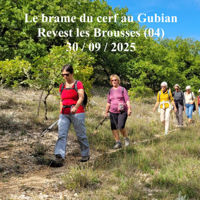 Le brame du cerf