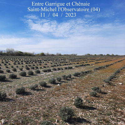 Entre garrigues et chênaies