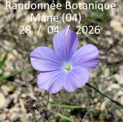 Randonnée botanique à Mane