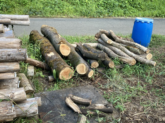 折れてしまった御神木