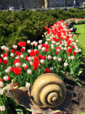 Cargot dans les jardins du Parlement