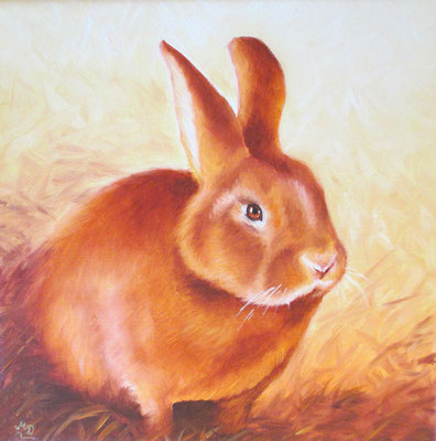 T 10 - Neuseeländer Kaninchen - Öl auf Leinwand - 20 x 20 cm