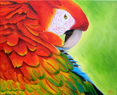 Hellroter Ara - Öl auf Leinwand - 24 x 30 cm