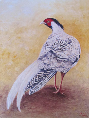 F 7 - Silber-Fasan - Öl auf Leinwand - 30 x 40 cm