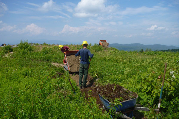 The hand excavated organic material was used to fill in social trails and as seed source for impacted areas near the summit