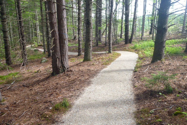 The trail winds through the woods