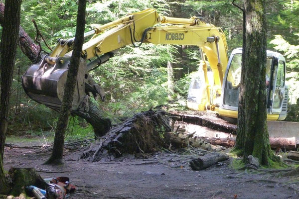 Mike uproots another tree