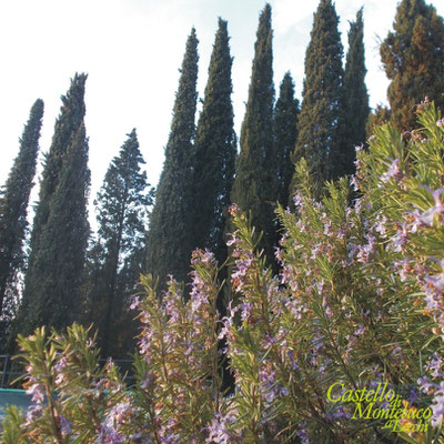 Ramerino in fiore e cipressi • Rosemary in bloom and cypress.