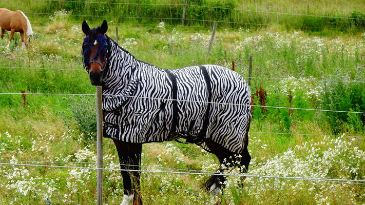 the first zebra seen in sweden