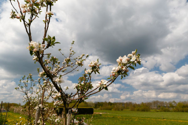 Vernooij's Dijkmans Zoete Appel, een ouderwets ras afkomstig uit de boomgaard van de onlangs gestopte Vernooij aan de trekweg