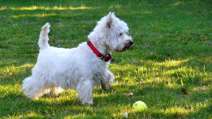 West Highland White Terrier Hündin Nicki