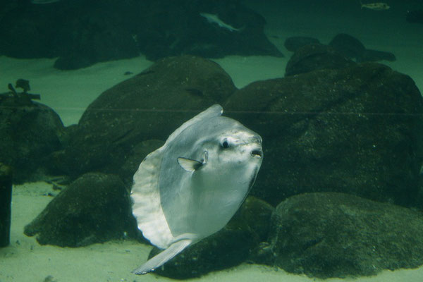 Aquarium Hirtshals Mondfisch