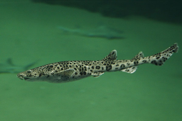 Aquarium Hirtshals Katzenhai