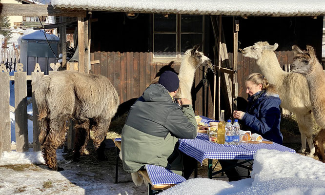 Picknick Delux bei den Lamas
