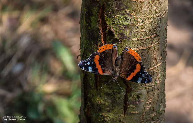 "Schmetterling Admiral!"