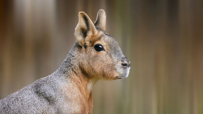 "Großer Mara" Der Große Pampashase oder Große Mara ist eine in Argentinien lebende Nagetierart aus der Familie der Meerschweinchen.