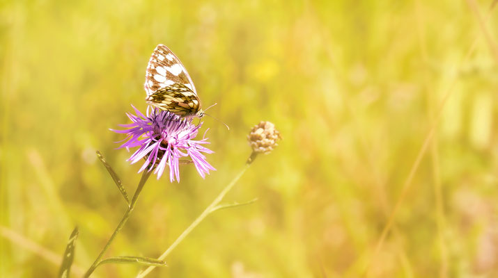 "Schachbrettfalter (Melanargia)!"