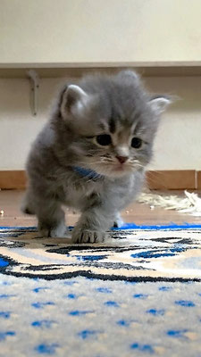 Home Siberiani Di Sinfonia Felina