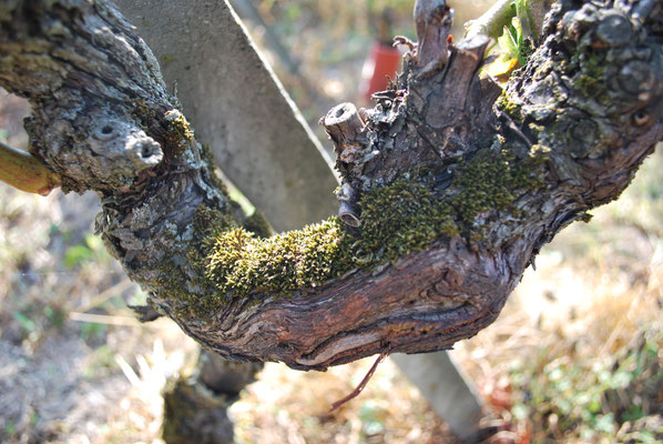 Vecchi ceppi di Pinot Noir