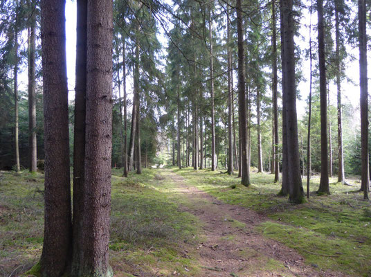 Waldpfad Richtung Steegen